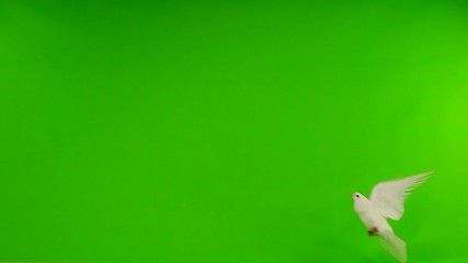 Poster - Flying pigeons in an isolated green screen. slow motion