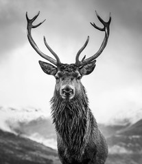 Wall Mural - monarch of the glen