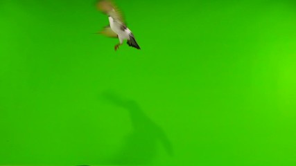 Poster - Flying pigeons in an isolated green screen. slow motion