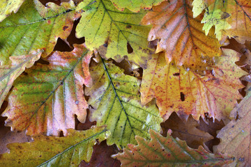 Sticker - Autumn oak leaves background