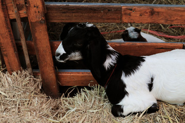 Black and white goats on the farm