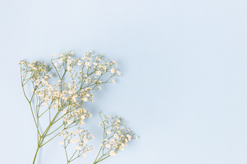 Wall Mural - White gypsophila flowers on a blue pastel background. Floral composition with place for text.