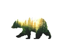 Bear And Forest Double Exposure