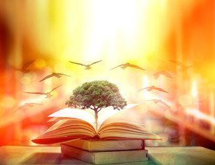 Poster - 	 The concept of education by planting knowledge trees and birds flying to the future to open old books in the library, beautiful blurred background