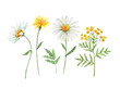 Set of watercolor illustrations of daisy flowers. meadow flowers white and yellow