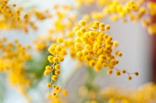 Disfocused Mimosa Flowers With Bokeh Light. 8th March Concept