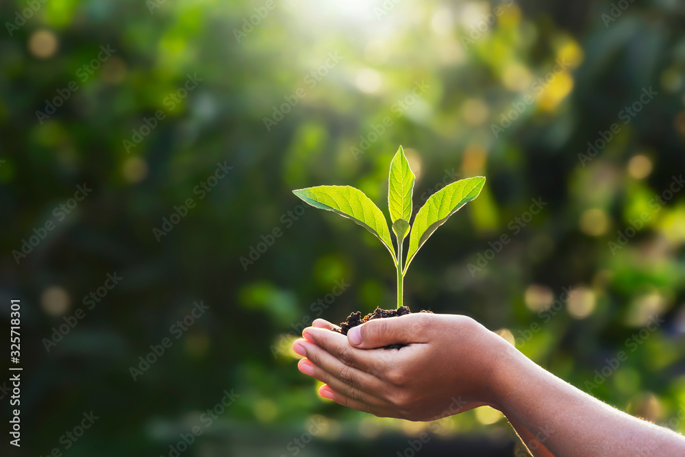 hand children holding young plant with sunlight on green nature background. concept eco earth day - obrazy, fototapety, plakaty 