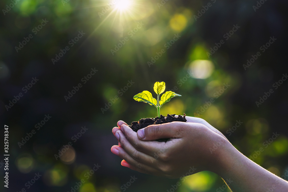 hand children holding young plant with sunlight on green nature ...