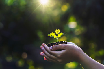 hand children holding young plant with sunlight on green nature background. concept eco earth day
