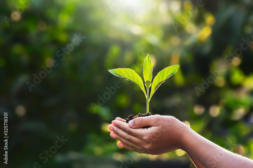 Fotomural hand children holding young plant with sunlight on green nature background