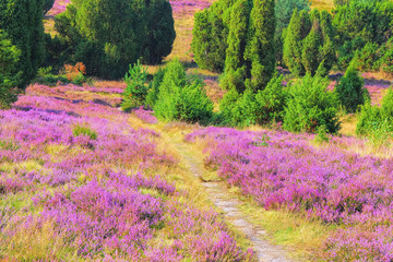 Poster - Lüneburger Heide im Herbst bei Wilsede - landscape Lueneburg Heath in autumn