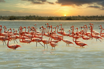 Plakat meksyk flamingo morze podróż
