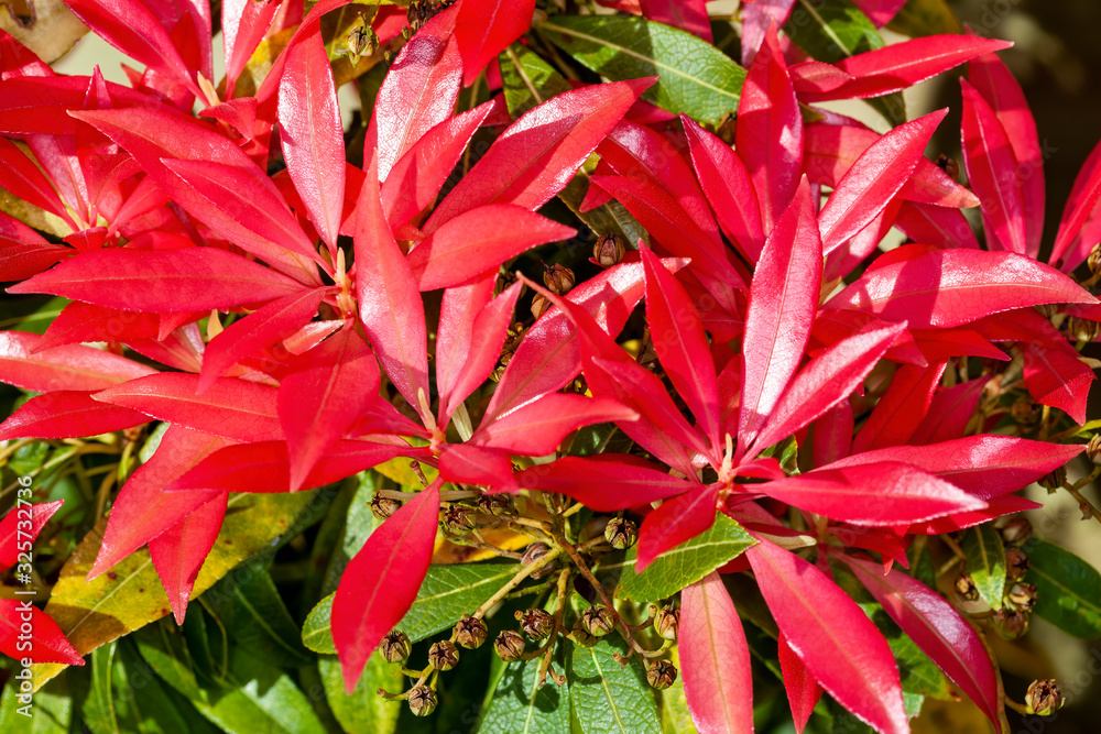 Pieris Japonica 'Forest Flame' an evergreen shrub with colorful red ...