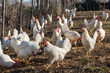 Many Leghorn chicken in a free range farming