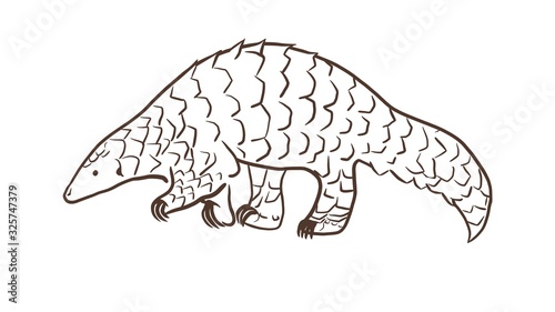 Fotomural Pangolin or scaly anteater, a scales covered mammal from tropical areas such as Africa and Asia