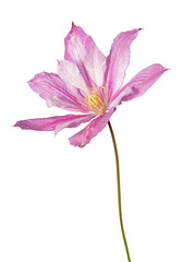 Canvas Print - Blooming clematis pink