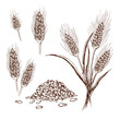 hand drawn wheat or barley isolated on white background. Wheat collection in engraved vintage style. various wheat ears, heap of grains, malt or barley spikelets realistic sketch illustration.