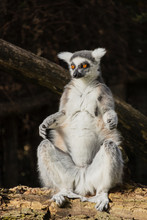 The Ring-tailed Lemur Is Sitting On A Wooden Beam And Basking In The Sun. (Lemur Catta)