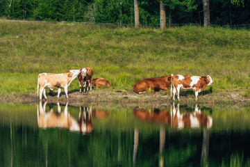 Wall Mural - Cows grazing by a lake in sunlight