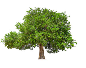 Poster - isolated tree on white background