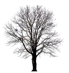 Poster - isolated tree witout leave on white background