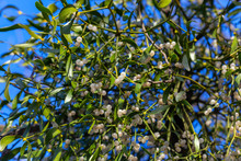 Fruits Viscum Album , Commonly Known As European Mistletoe, Common Mistletoe Or Simply As Mistletoe