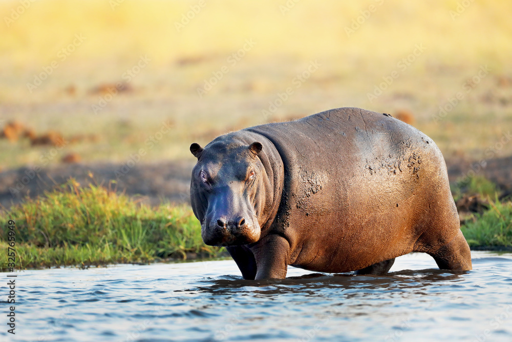 Hippo in the water in Africa - obrazy, fototapety, plakaty 
