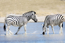 Two Zebras Having A Refreshing Drink!