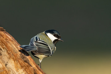 Poster - A great tit sitting on a piece of wood