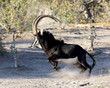Sable in Africa