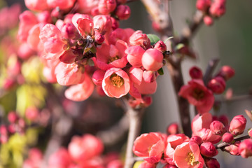 Wall Mural - Chaenomeles speciosa, commonly called flowering quince.	