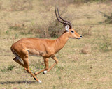 Fototapeta Sawanna - Impala running in Africa