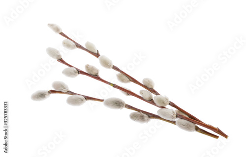 Fotomural Willow twigs isolated on white background. without shadow