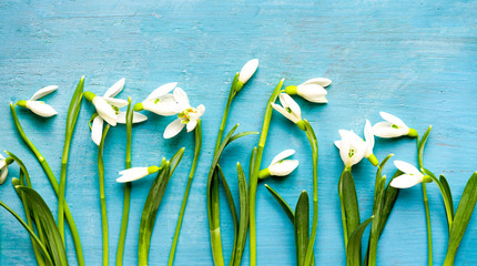 white snowdrops on blue  wooden background