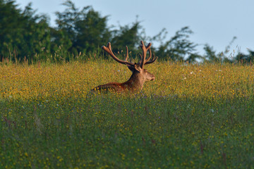 Wall Mural - Stag deer with growing antler to rest on the grass in spring 