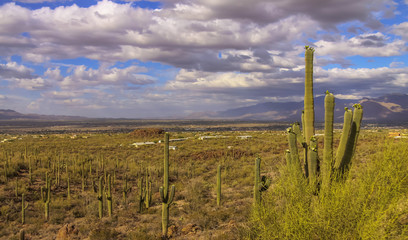 Wall Mural - Saguaro Cactus in Sonaran desert