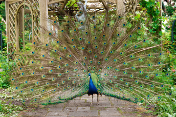 Indian Peacock or Peafowl displaying his majestic feathers