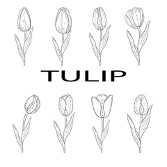 Wall Mural - Set of tulips hand drawn outline.Black and white image.Coloring.Spring flowers.Isolated on a white background.Bouquet for the holiday.Vector