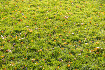 Autumn leaves on the grass