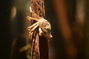 crab under water