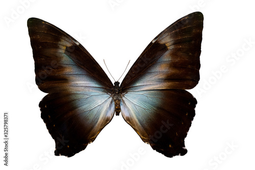 Fotografía Morpho butterfly Neotropic butterfly