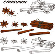 Vector set with hand drawn cinnamon : linear and colored brown stcks , stars, seeds. Line art, lettering