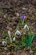Snowdrops and crocus flowers