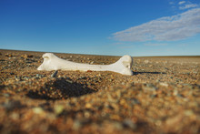 White Clean Bone Of The Animal Lies On Small Stones In The Steppes Of Mongolia. Landscape With Blue Sky And Clouds. Traveled Photo.