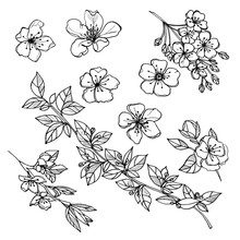 Picture Set Of Blooming Apple Tree Branches With Buds And Leaves, Ink Sketch Hand-drawn  Illustration