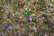 Spring purple crocus in the ground