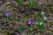 purple crocus flowers and snowdrops at spring