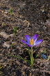 Purple crocus in the garden on early spring