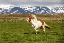 Iceland, Akureyri, A Multi-coloured Icelandic Horse Gallops In A Meadow In North Iceland