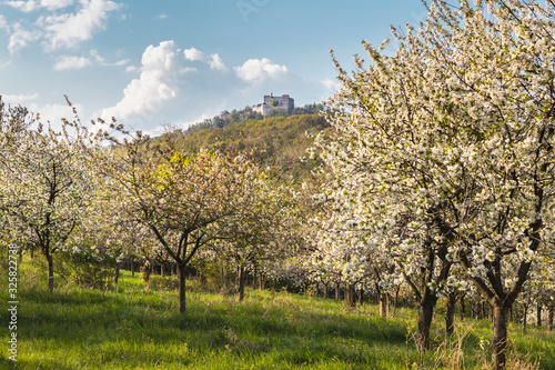 Cuadros en Lienzo Blooming orchard at spring and castle Buchlov at Moravia, Czech Republic